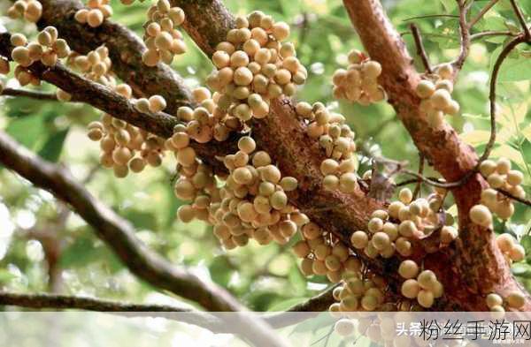 榨汁精灵的繁衍要求是什么：1. 榨汁精灵的繁衍生息探索与实践