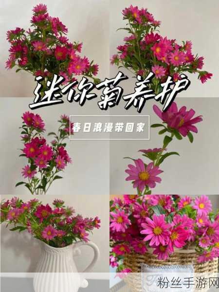 六年级菊花能塞下几支笔:1. 菊花的秘密:一朵能装多少支笔?