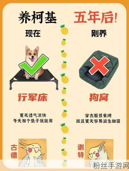 龙之谷手游，萌宠新境界开启，柯基犬坐骑获取秘籍大公开