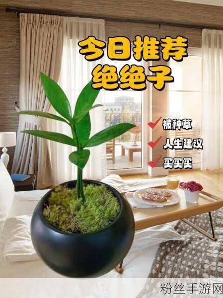 四叶草欧洲和国产区别:四叶草欧洲版与国产版的详细对比分析